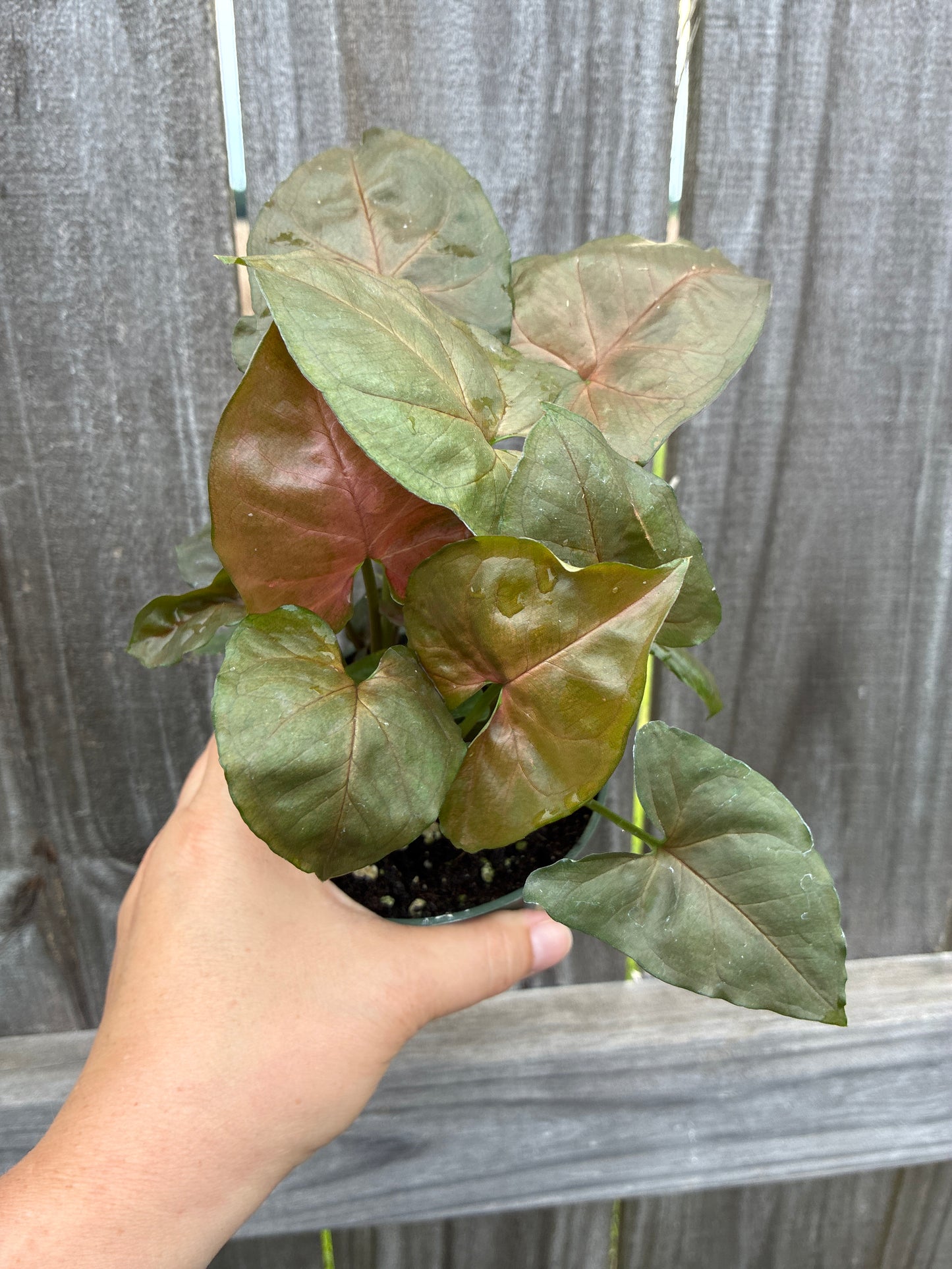 Syngonium Merry Maria