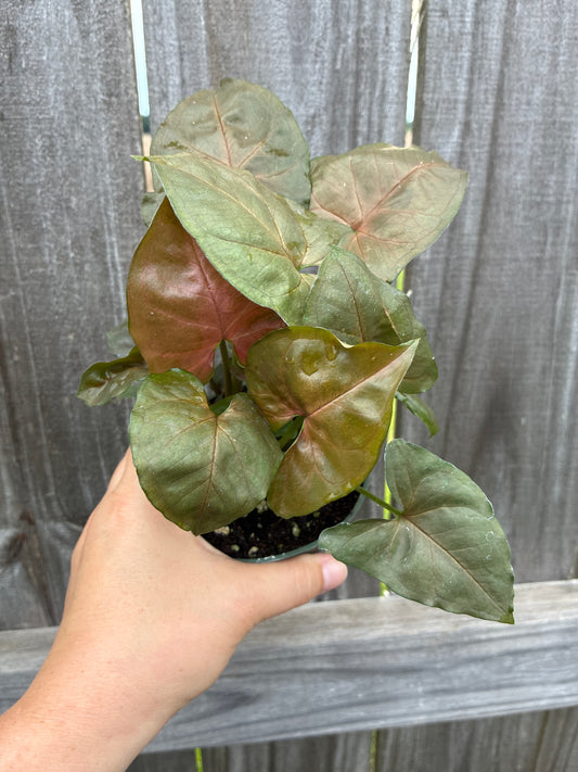 Syngonium Merry Maria