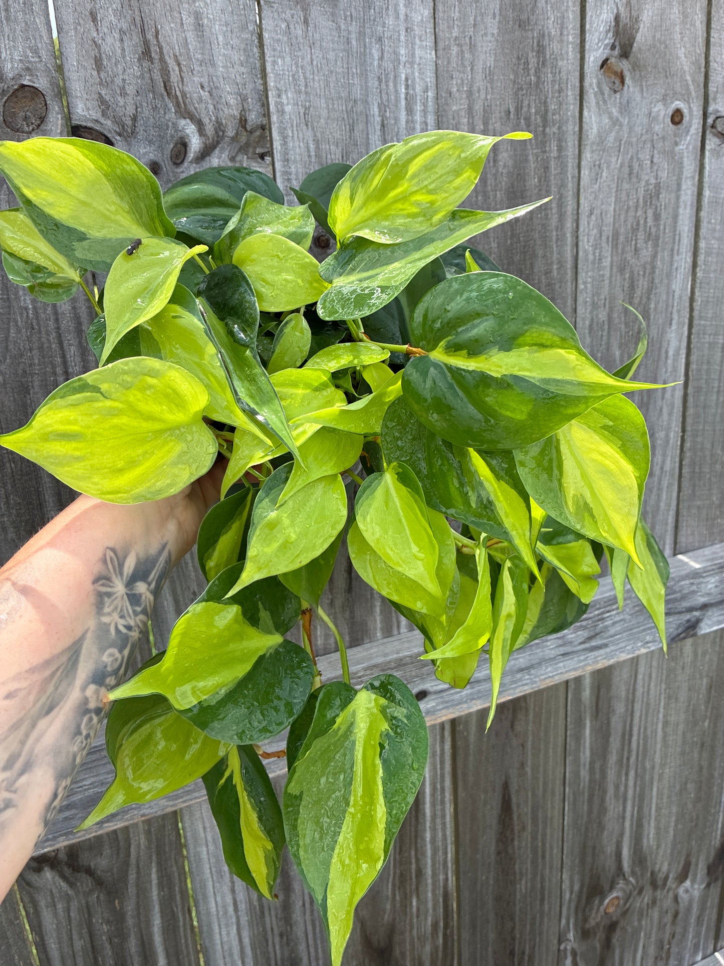 Philodendron Brasil