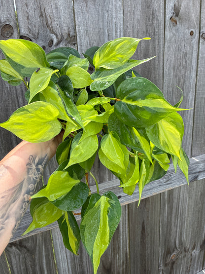 Philodendron Brasil