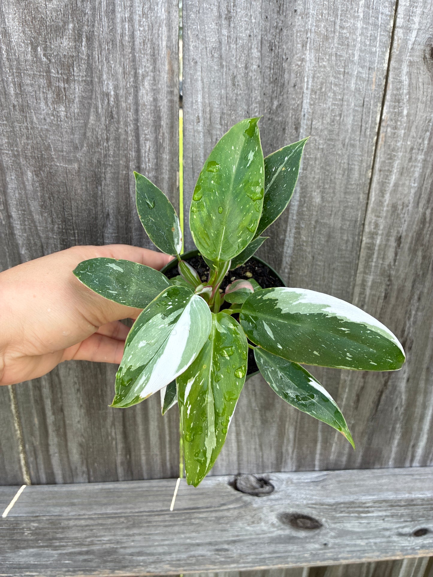 Philodendron White Princess