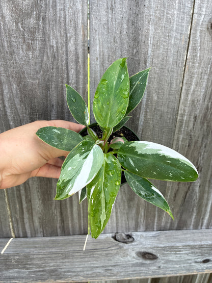 Philodendron White Princess