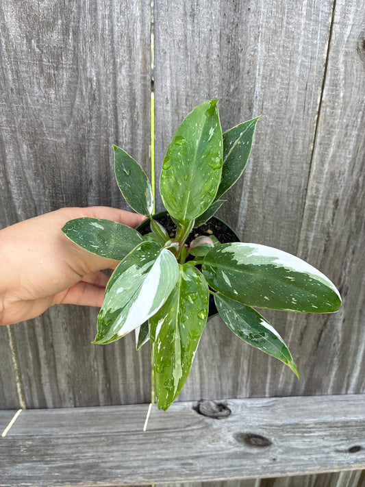 Philodendron White Princess