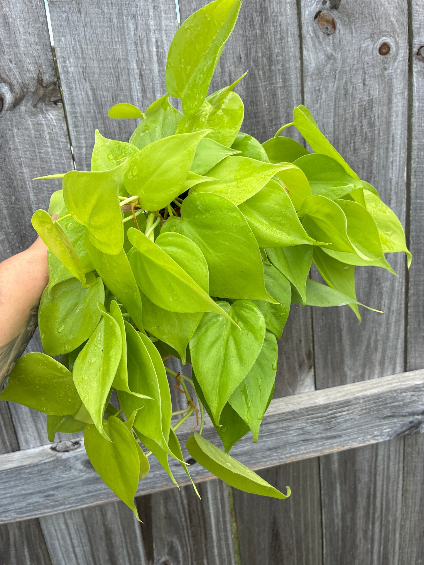 Philodendron Lemon Lime