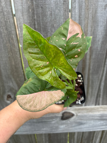 Syngonium Pink Flecked