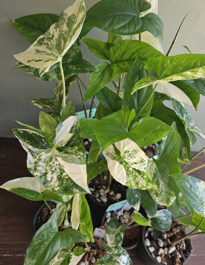 Syngonium Albo Variegata
