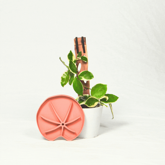 Lili™ Sausr - Lilly pad shaped Saucer - Spill tray - Drip tray for houseplants - Humidity tray