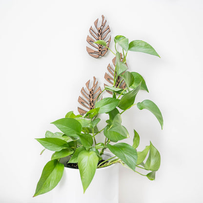 Monstrella - Wall Mounted