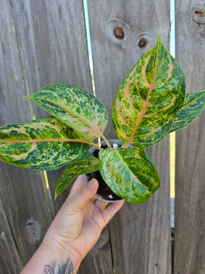 Aglaonema Mehamasombat 4"