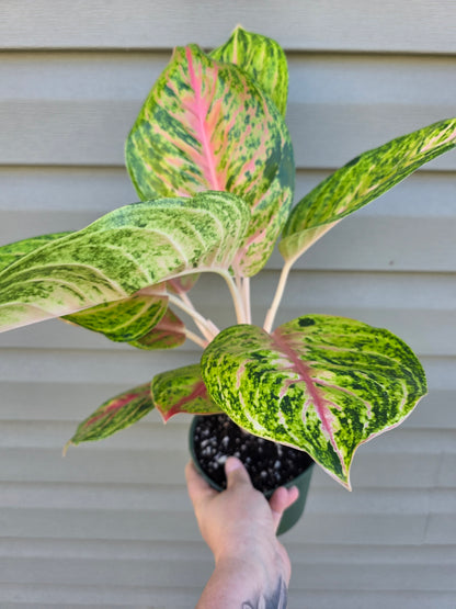Aglaonema Full House 6"