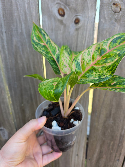 Aglaonema Mehamasombat 4"