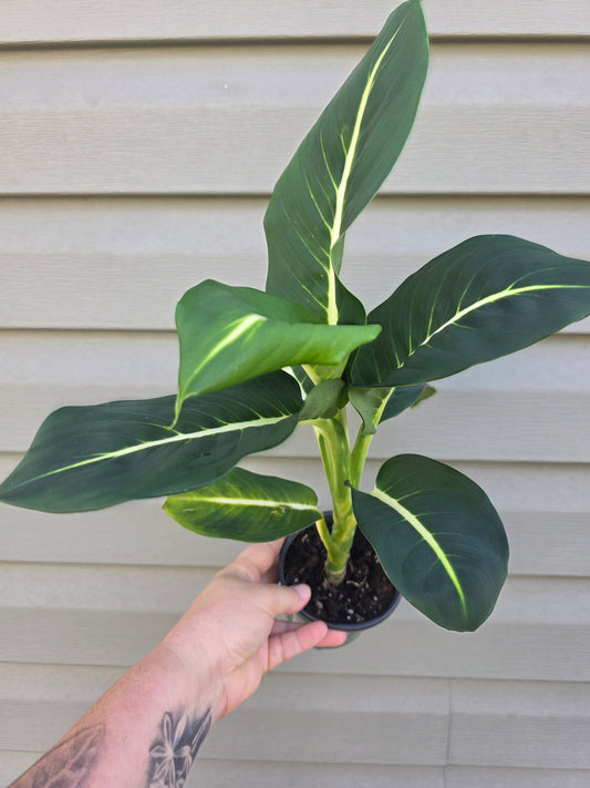 Dieffenbachia Green Magic 4"