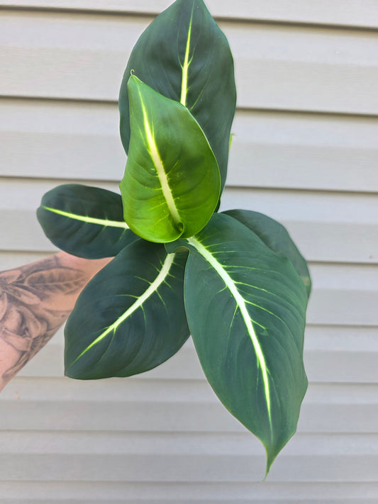 Dieffenbachia Green Magic 4"