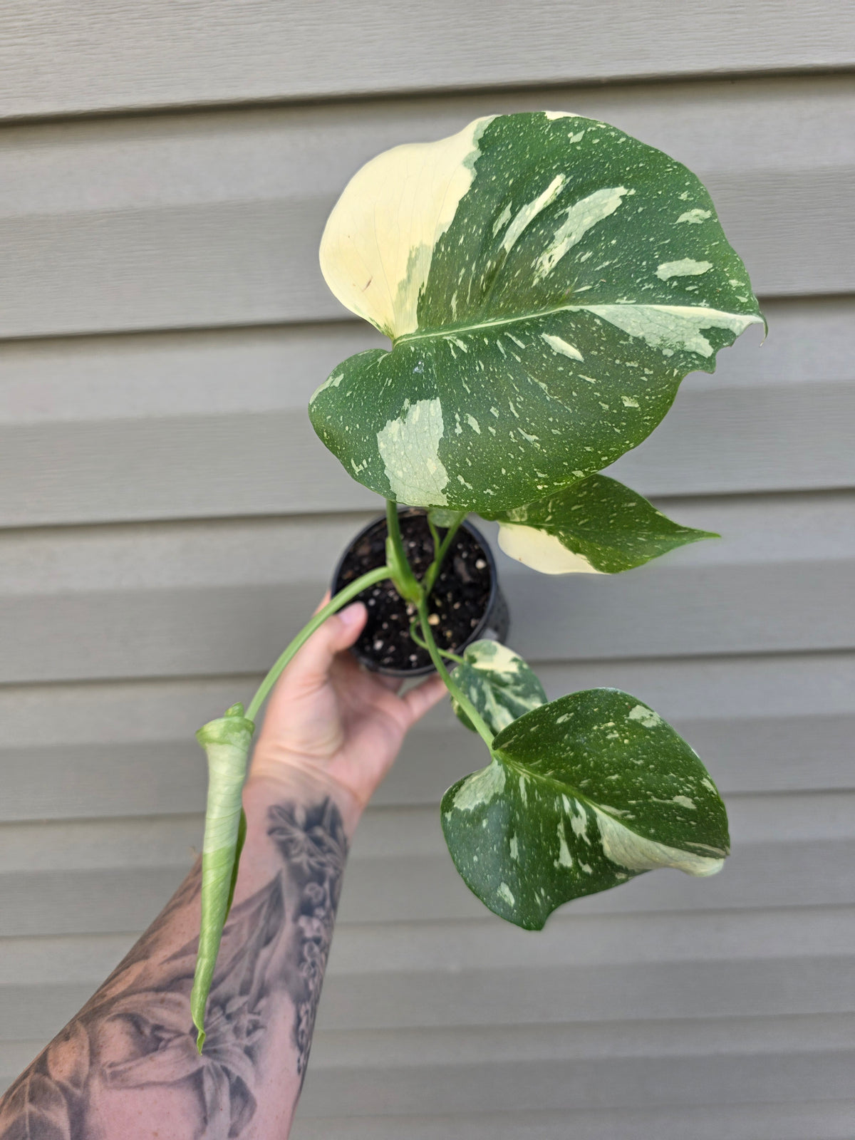Monstera Thai Con 4"