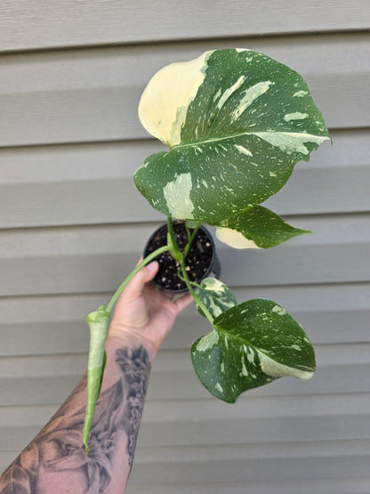 Monstera Thai Con 4"