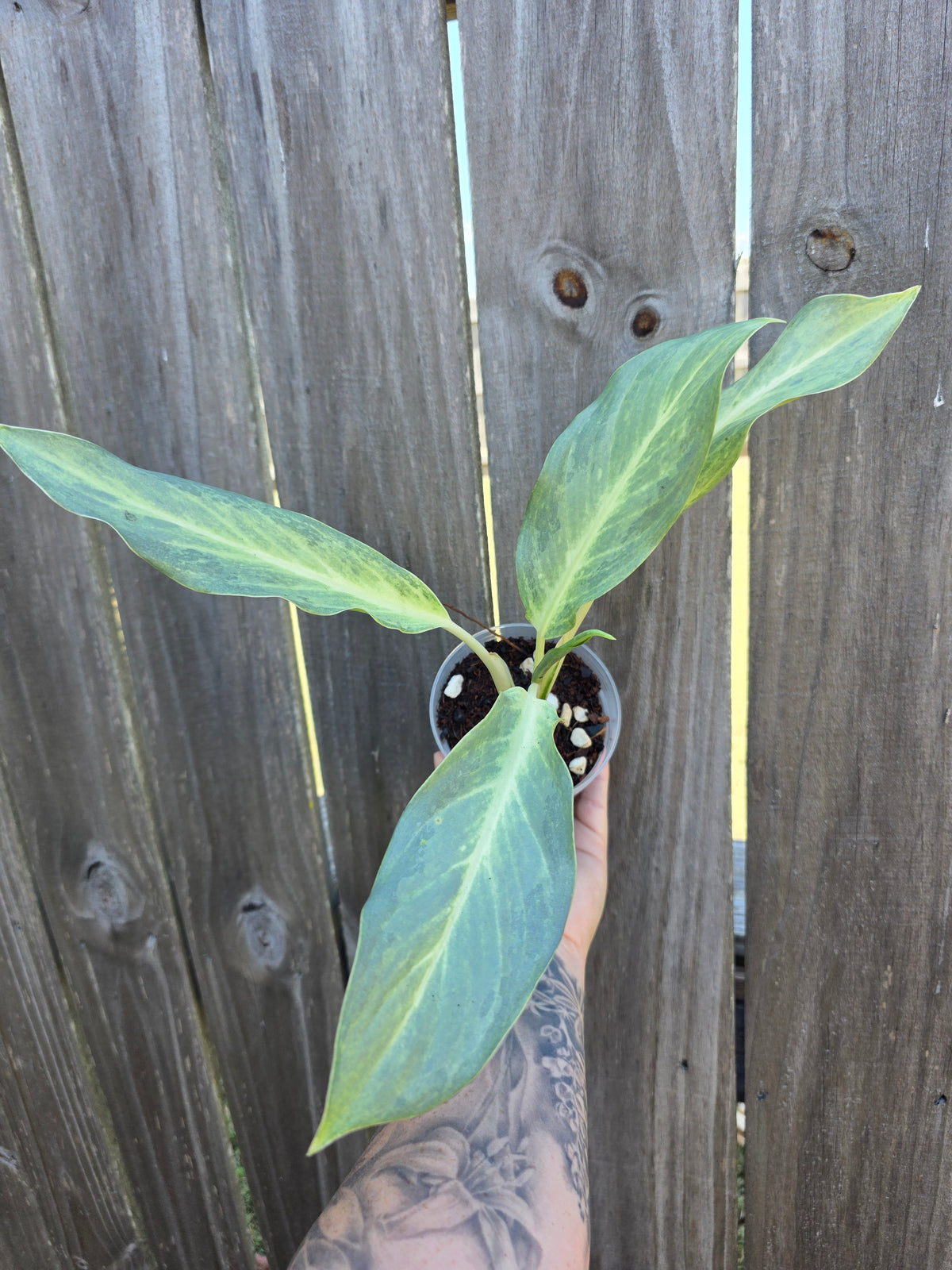 Aglaonema Frosted Ghost 4"