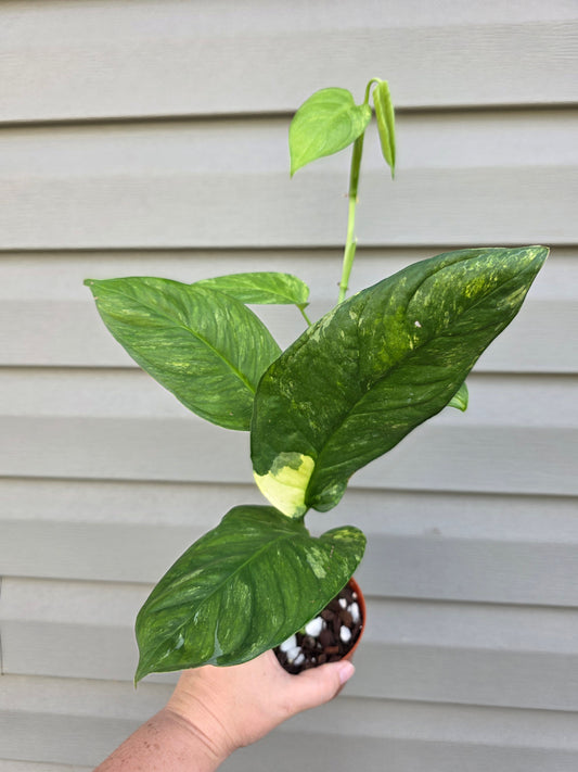 Monstera Muyana 4"