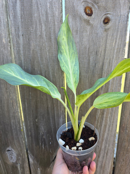 Aglaonema Frosted Ghost 4"