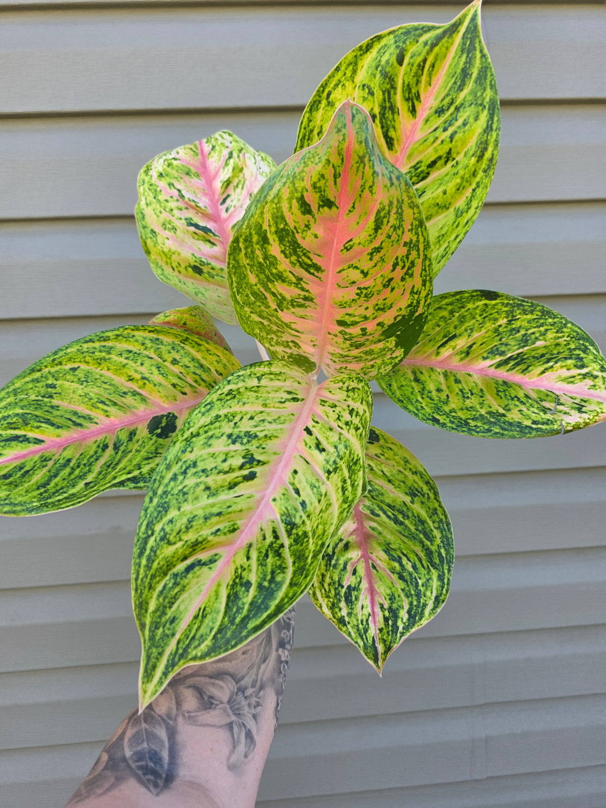 Aglaonema Full House 6"