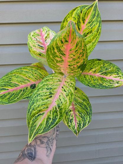 Aglaonema Full House 6"