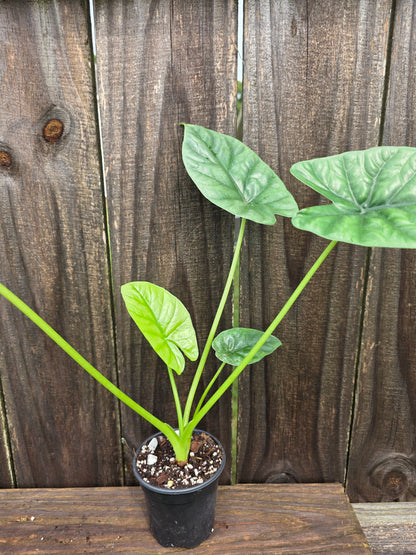 Alocasia Lukiwan