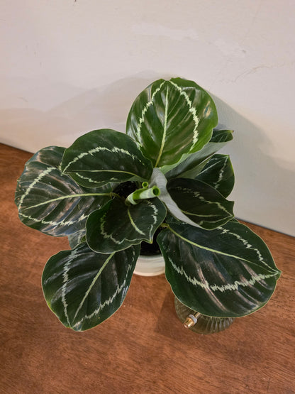 Calathea Green Goddess