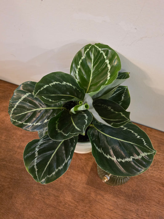Calathea Green Goddess
