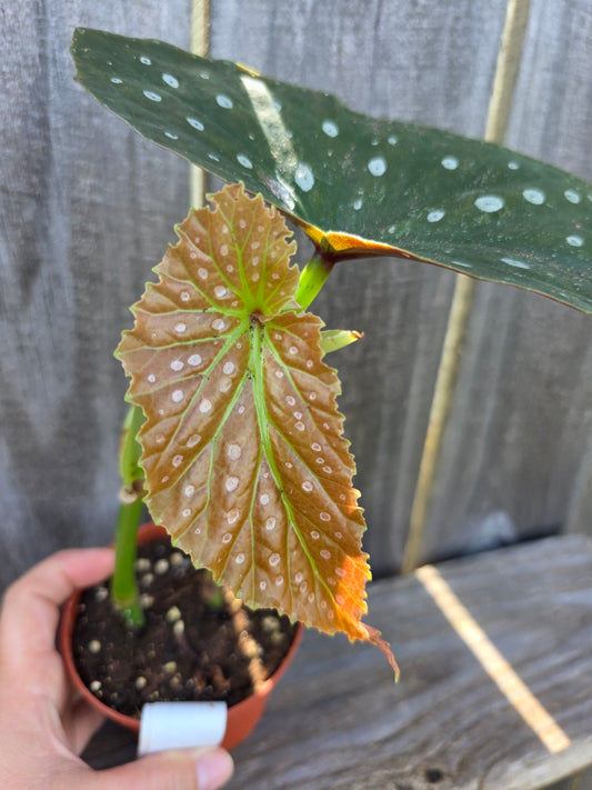 Begonia Harmony's Godzilla 4"