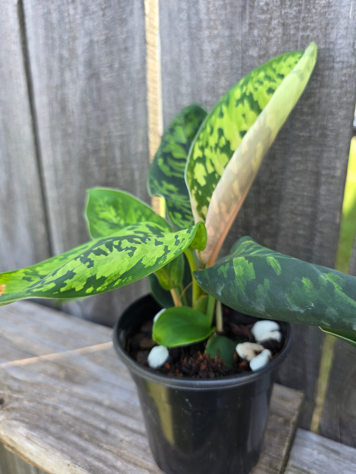Homalomena Camouflage 4"