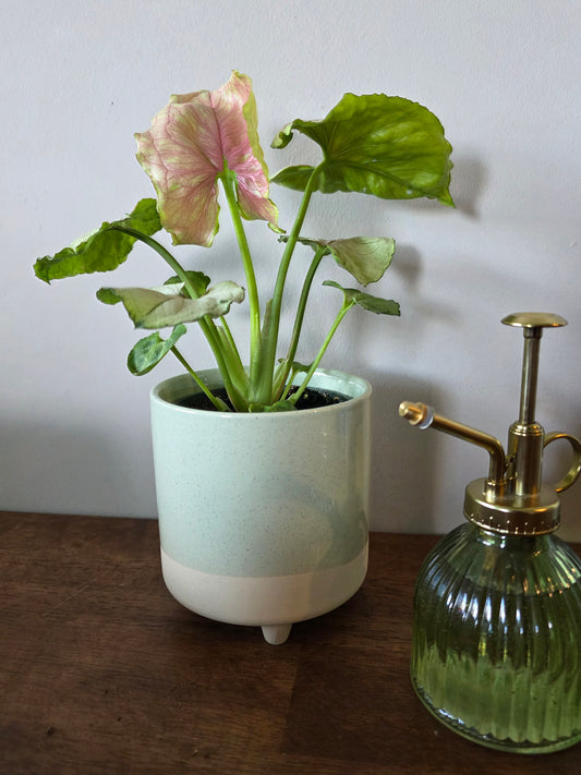 Syngonium Kiwi Delight