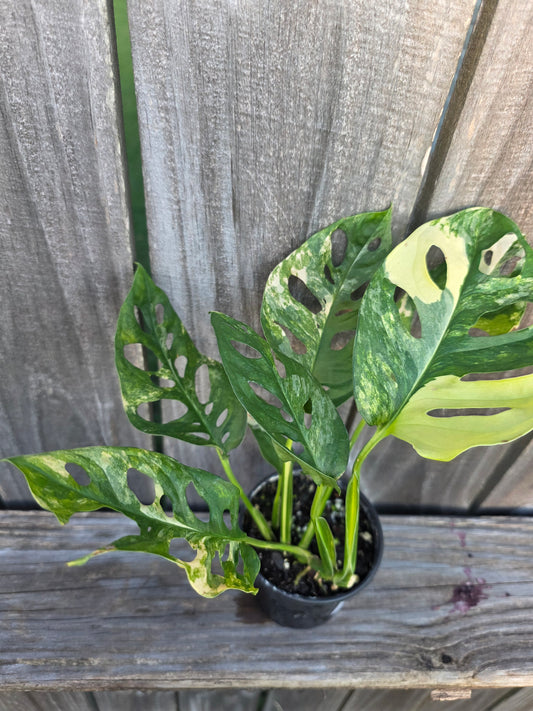 Monstera Adansonii Aurea
