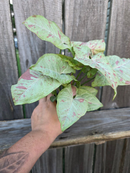 Syngonium Milk Confetti