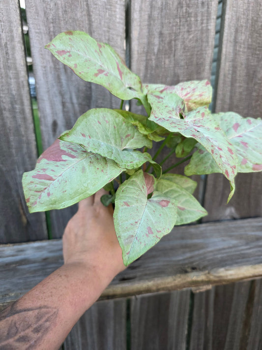 Syngonium Milk Confetti