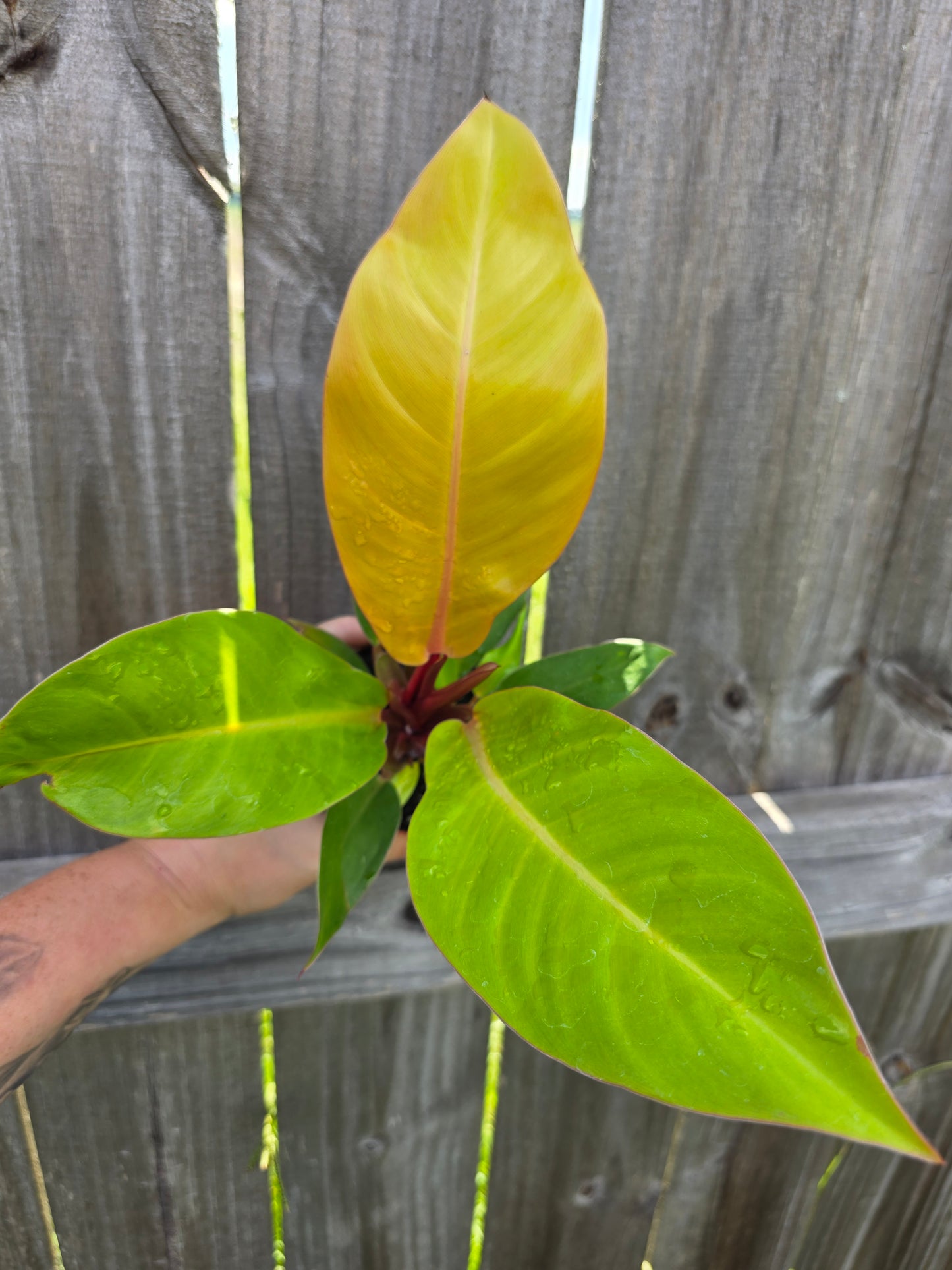 Philodendron Prince of Orange