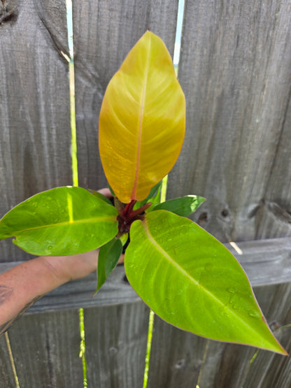 Philodendron Prince of Orange