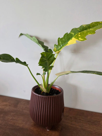Philodendron Ring of Fire