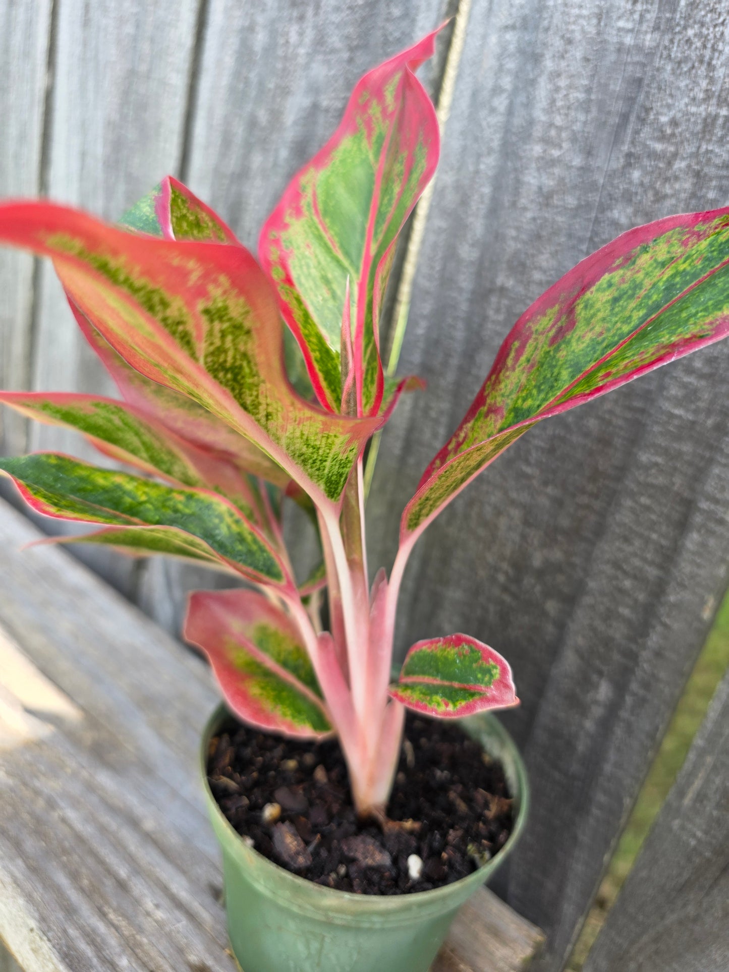 Aglaonema Red Siam