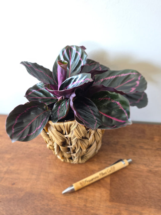 Calathea Dottie