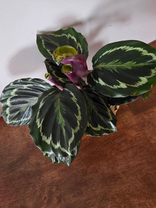 Calathea Medallion