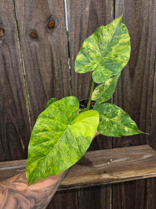Alocasia Gageana Aurea