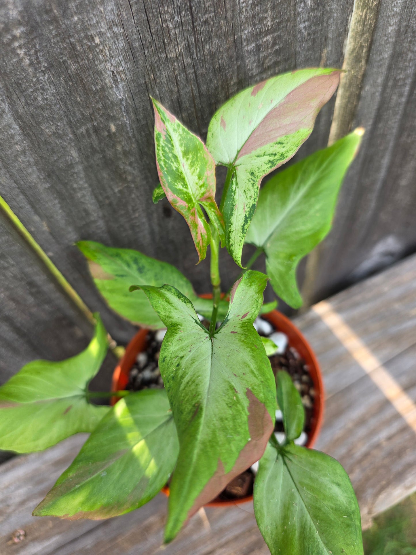 Syngonium Red Spot Tricolor