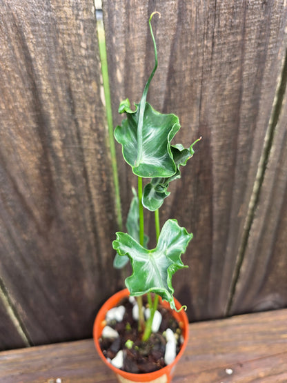 Alocasia Teletubbies