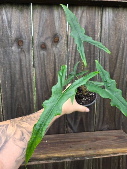 Alocasia Sabrina