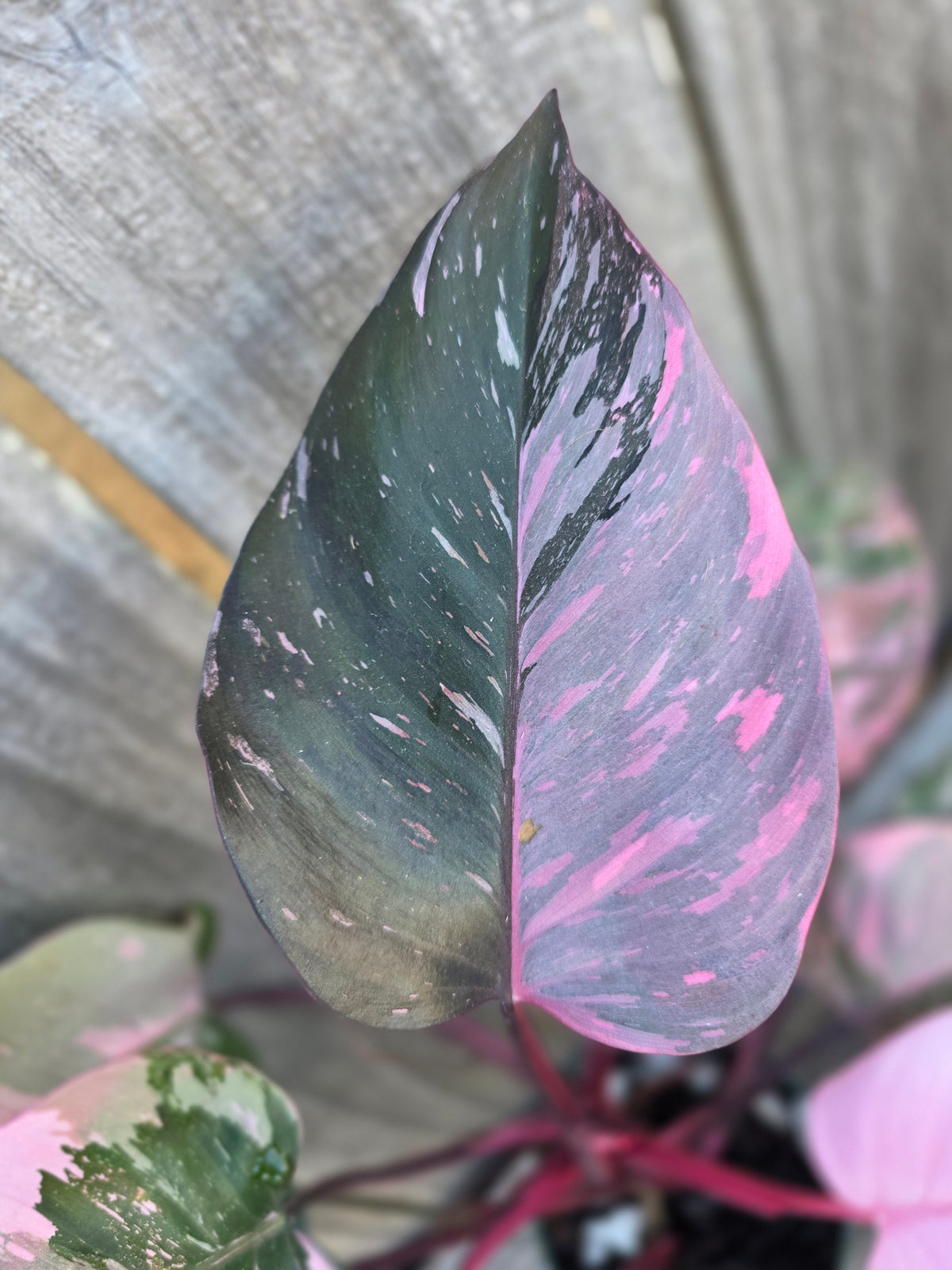 Philodendron Scarlet Princess 4"