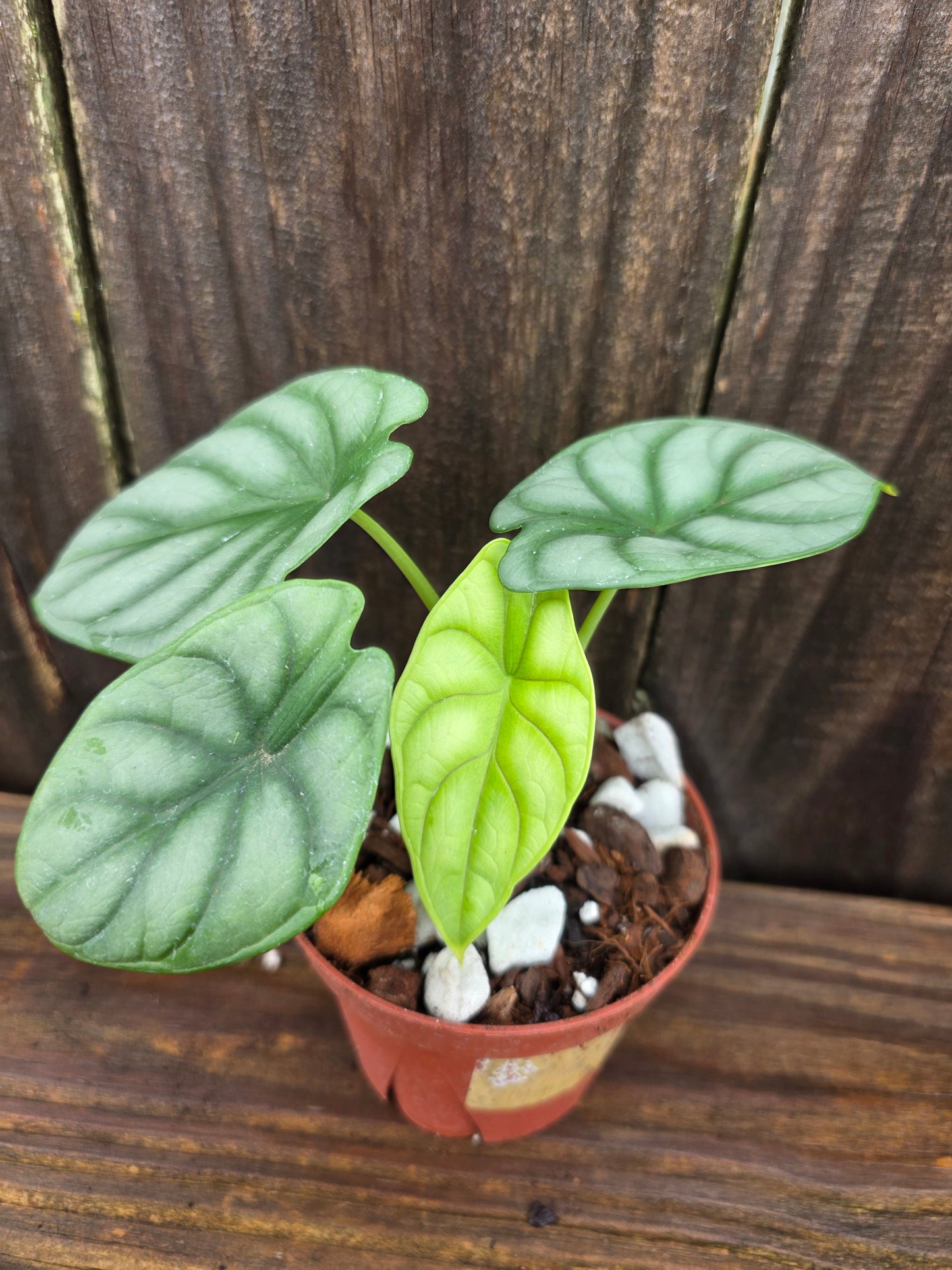 Alocasia Silver Dragon