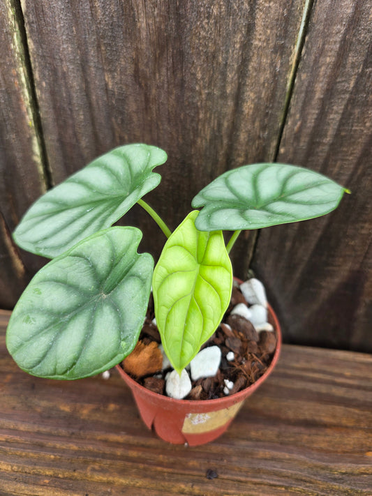 Alocasia Silver Dragon