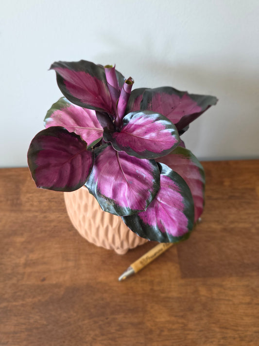 Calathea Rosy