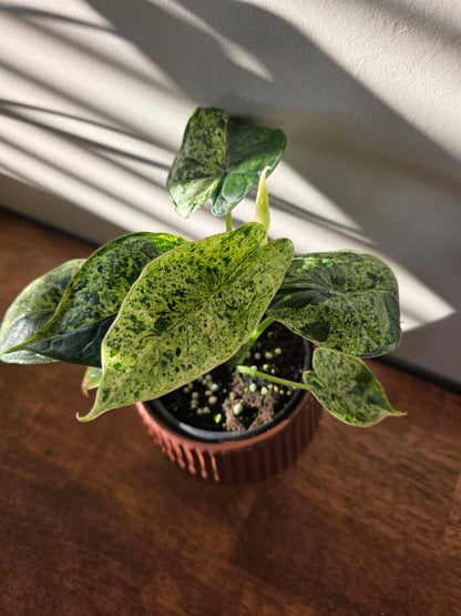 Alocasia Dragon Scale Mint