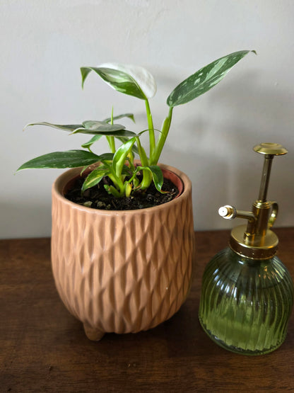 Philodendron White Princess