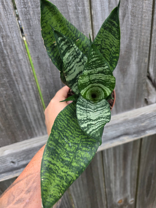 Sansevieria Trifasciata